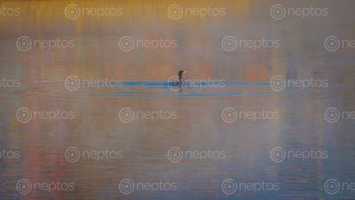 Find  the Image beautiful,scenario,taudaha,lake  and other Royalty Free Stock Images of Nepal in the Neptos collection.