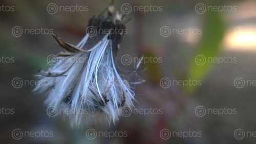 Find  the Image photo,plant,mobile,camera  and other Royalty Free Stock Images of Nepal in the Neptos collection.