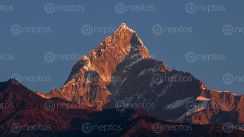 Find  the Image mount,fishtail,machhapuchhre,pokhara,nepal  and other Royalty Free Stock Images of Nepal in the Neptos collection.