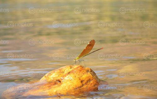 Find  the Image butterfly,sunkoshi,river  and other Royalty Free Stock Images of Nepal in the Neptos collection.