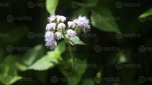 Find  the Image wild,flower,dark,high,focus  and other Royalty Free Stock Images of Nepal in the Neptos collection.