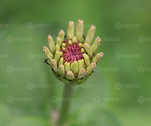 Find  the Image process,blooming  and other Royalty Free Stock Images of Nepal in the Neptos collection.