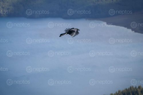 Find  the Image crow,flying,lake  and other Royalty Free Stock Images of Nepal in the Neptos collection.