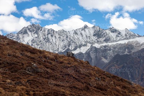 Find  the Image mighty,yak,himalayas  and other Royalty Free Stock Images of Nepal in the Neptos collection.
