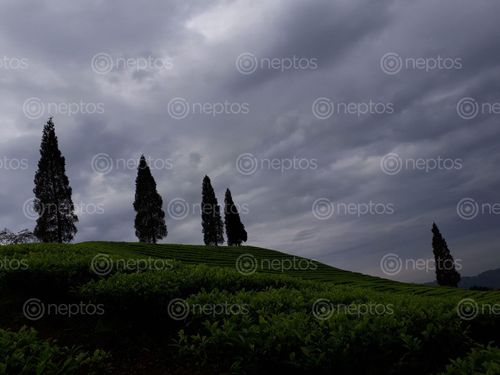 Find  the Image tea,garden,summer,clouds  and other Royalty Free Stock Images of Nepal in the Neptos collection.