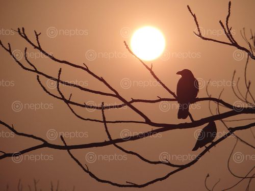 Find  the Image sunrise,beautiful,nature  and other Royalty Free Stock Images of Nepal in the Neptos collection.