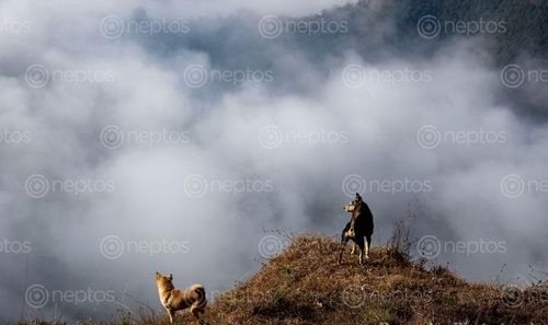 Find  the Image pets,love,enjoy,nature  and other Royalty Free Stock Images of Nepal in the Neptos collection.