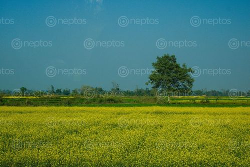 Find  the Image sunny,day,dang,nepal  and other Royalty Free Stock Images of Nepal in the Neptos collection.