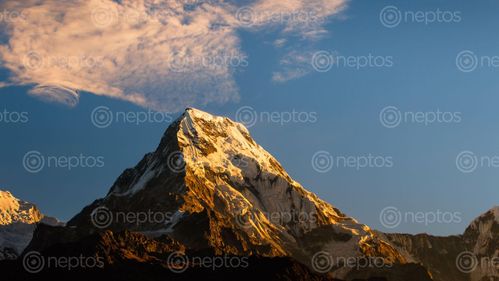 Find  the Image shining,mount,annapurna,south,capture,poonhill,trek,nepal  and other Royalty Free Stock Images of Nepal in the Neptos collection.