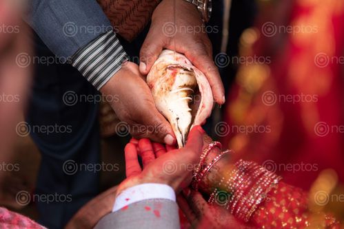 Find  the Image photo,marriage  and other Royalty Free Stock Images of Nepal in the Neptos collection.