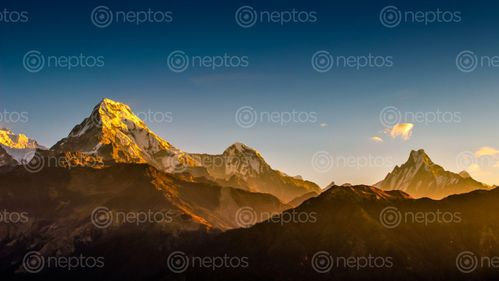 Find  the Image mountain,annapurna,range,capture,poonhill,nepal  and other Royalty Free Stock Images of Nepal in the Neptos collection.