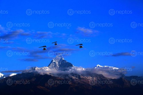 Find  the Image ultralights,hovering,arroumd,majestic,peak,fishtail,machhapuchchre,pokhara,nepal  and other Royalty Free Stock Images of Nepal in the Neptos collection.