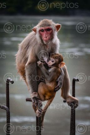 Find  the Image mother,love,feeling  and other Royalty Free Stock Images of Nepal in the Neptos collection.