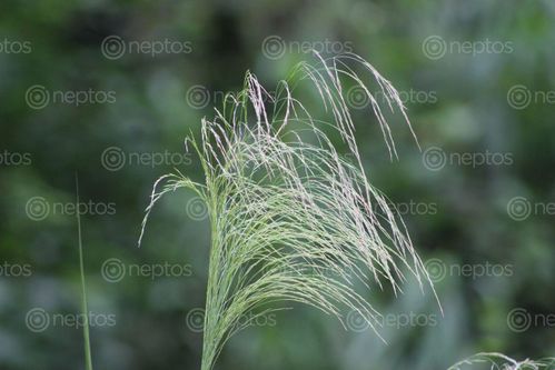 Find  the Image closeup,photo,amriso,flower  and other Royalty Free Stock Images of Nepal in the Neptos collection.