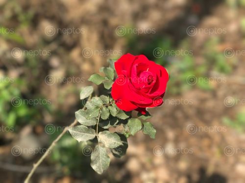 Find  the Image rosei,click,garden  and other Royalty Free Stock Images of Nepal in the Neptos collection.
