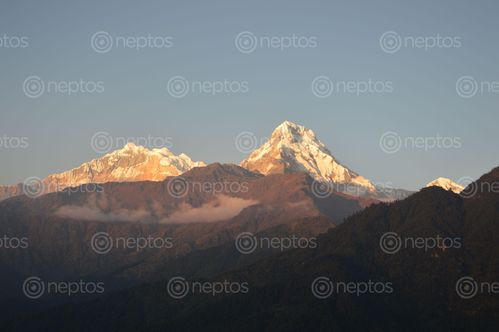 Find  the Image mount,machapuchere,sunrise,view  and other Royalty Free Stock Images of Nepal in the Neptos collection.