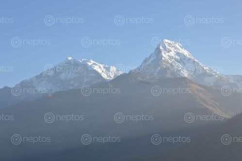 Find  the Image phoon,hill,mount,machaphure  and other Royalty Free Stock Images of Nepal in the Neptos collection.