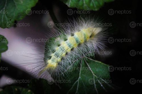 Find  the Image macro,photography-caterpillar,ugly,turns,beauty,butterfly,defines,hard,path,future,brighter  and other Royalty Free Stock Images of Nepal in the Neptos collection.