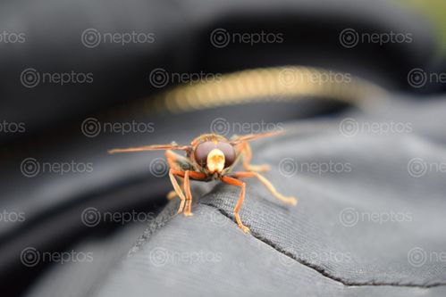 Find  the Image insect,bag,working,flew,stayed,shot  and other Royalty Free Stock Images of Nepal in the Neptos collection.