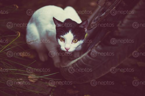 Find  the Image cat,confused,eyes  and other Royalty Free Stock Images of Nepal in the Neptos collection.