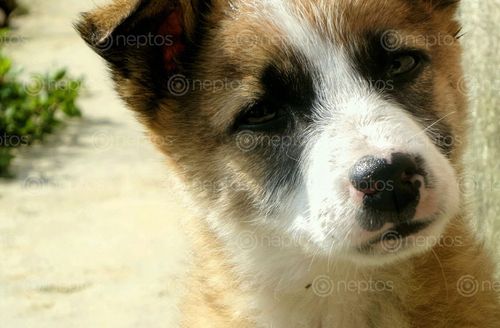 Find  the Image cute,puppy  and other Royalty Free Stock Images of Nepal in the Neptos collection.