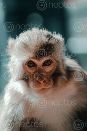 Find  the Image swyambhu,monkey  and other Royalty Free Stock Images of Nepal in the Neptos collection.