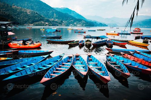 Find  the Image fewatal,covered,colorful,boats  and other Royalty Free Stock Images of Nepal in the Neptos collection.