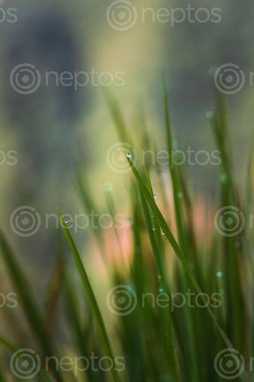 Find  the Image dew,drop,hanging,leaf  and other Royalty Free Stock Images of Nepal in the Neptos collection.