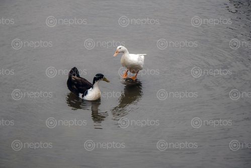 Find  the Image ducks,playing,water  and other Royalty Free Stock Images of Nepal in the Neptos collection.