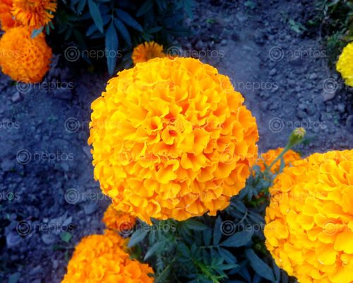 Find  the Image marigold,sayapatri,flower,garden,kathmandu,nepal  and other Royalty Free Stock Images of Nepal in the Neptos collection.