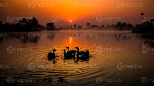 Find  the Image sunrise,playing,duck,taudah,lake,kathmandu,nepal  and other Royalty Free Stock Images of Nepal in the Neptos collection.