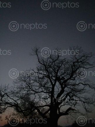 Find  the Image approximately,200years,treeevening,view  and other Royalty Free Stock Images of Nepal in the Neptos collection.