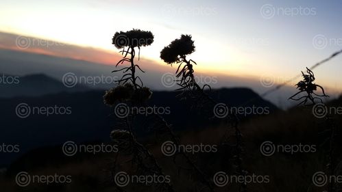 Find  the Image beautiful,nepal,high,mountains  and other Royalty Free Stock Images of Nepal in the Neptos collection.
