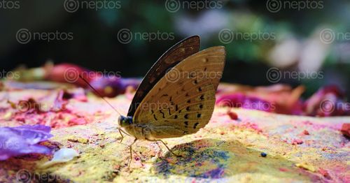 Find  the Image beautiful,butterfly,top,rock  and other Royalty Free Stock Images of Nepal in the Neptos collection.