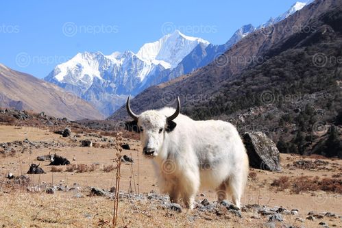 Find  the Image yak,langtang,valley,rasuwa,nepal  and other Royalty Free Stock Images of Nepal in the Neptos collection.