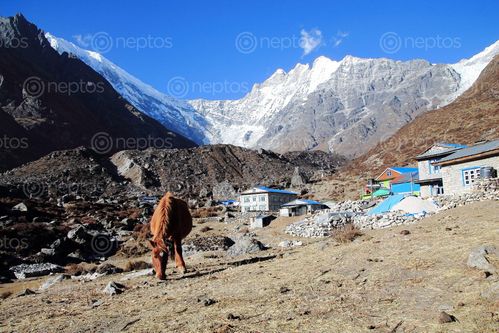 Find  the Image glaciers,langtang,range,nepal  and other Royalty Free Stock Images of Nepal in the Neptos collection.