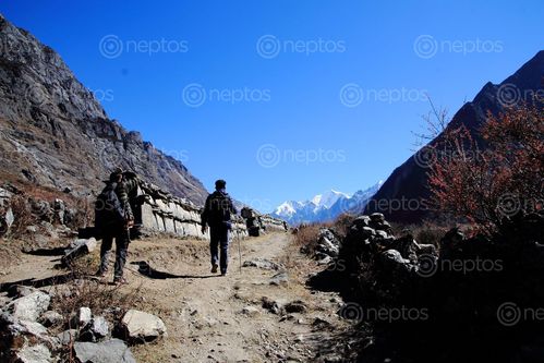 Find  the Image nearest,trekking,destination,nepal,langtang,valley  and other Royalty Free Stock Images of Nepal in the Neptos collection.