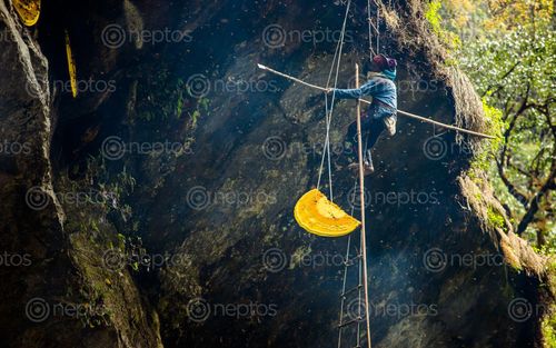 Find  the Image wild,honey,hunting,siding,machhapuchre,vdc,nepal  and other Royalty Free Stock Images of Nepal in the Neptos collection.