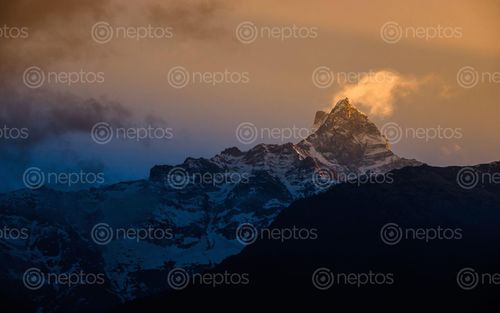 Find  the Image mount,fishtail,sunrise,capture,siding,machhapuchre,vdc,nepal  and other Royalty Free Stock Images of Nepal in the Neptos collection.