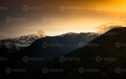 Find  the Image sunrise,mount,fishtail,nepal  and other Royalty Free Stock Images of Nepal in the Neptos collection.