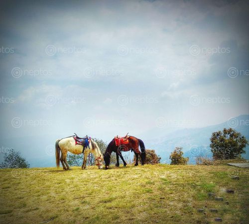 Find  the Image dhulikhel,love,air,understand  and other Royalty Free Stock Images of Nepal in the Neptos collection.