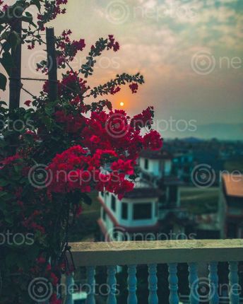 Find  the Image kind,calmness,peace,simply,nature,♥️  and other Royalty Free Stock Images of Nepal in the Neptos collection.
