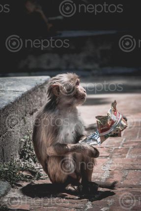 Find  the Image hungry,monkey,pashupatinath,temple,seeking,foods  and other Royalty Free Stock Images of Nepal in the Neptos collection.