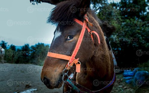 Find  the Image wildlife,horse,photo,chandragiri,kathmandu,nepal  and other Royalty Free Stock Images of Nepal in the Neptos collection.