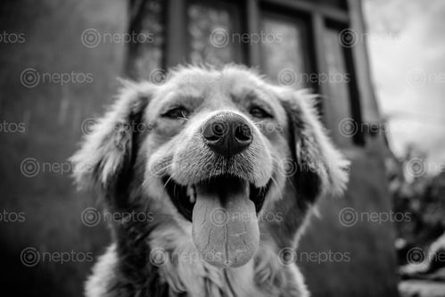 Find  the Image black,white,photo,dog  and other Royalty Free Stock Images of Nepal in the Neptos collection.