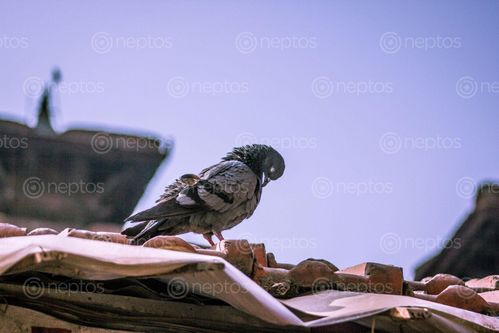 Find  the Image portrait,pigeon,temple,background  and other Royalty Free Stock Images of Nepal in the Neptos collection.