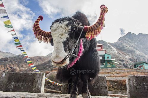 Find  the Image yak,sikkikm  and other Royalty Free Stock Images of Nepal in the Neptos collection.