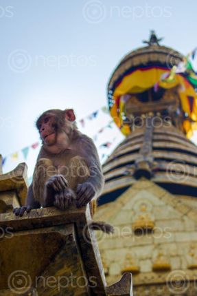 Find  the Image monkey,temple  and other Royalty Free Stock Images of Nepal in the Neptos collection.