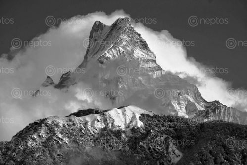 Find  the Image mtmacchapucchre,view,ghandruk,village  and other Royalty Free Stock Images of Nepal in the Neptos collection.