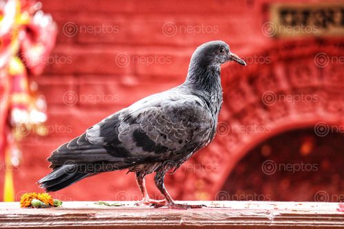 Find  the Image pigeon,good,luck  and other Royalty Free Stock Images of Nepal in the Neptos collection.